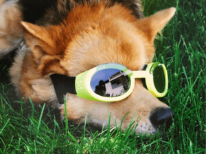 Γυαλιά για Σκύλους
